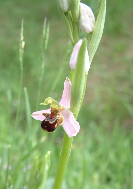 Ophrys apifera